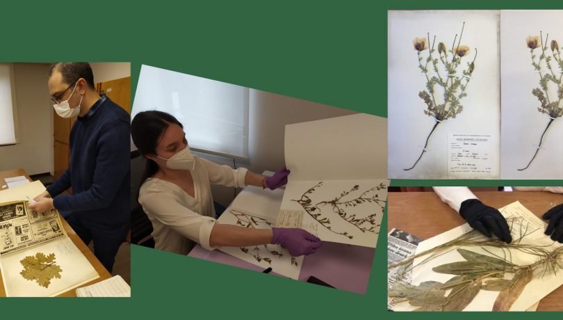 Ilgın Deniz Can (middle) & Barış Uğurman (left) working on specimens cleaning and mounting. Cleaned specimen before & after (top right) Copyright © British Institute at Ankara