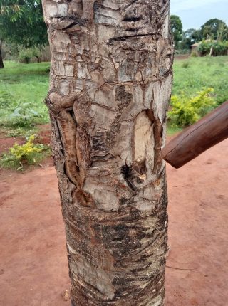 A sample of medicinal trees whose bark are peeled off for use as medicines to treat illness. © Thomas Biginagwa 2021