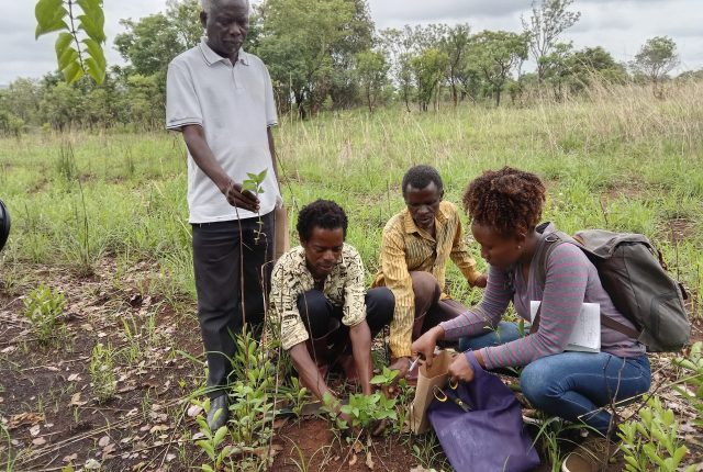 Herbalists showing researchers various medicinal plants in the bush. © Thomas Biginagwa 2021