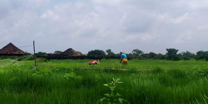 6.Local women working in rice fields on Lateritic plateau at Sogamwadi, Devache Gothane PC Neha Rane & Saili K Palande Datar
