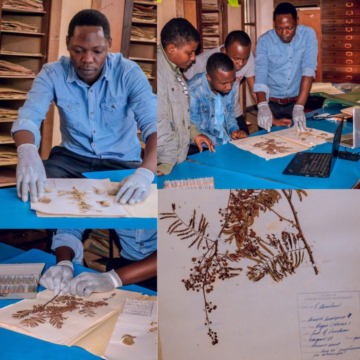 Rudolf Mremi (PI) displaying specimen deposited at Mweka Herbarium [Top Left], project team members preparing specimen prior to digitization [Top Right & Bottom Left] and a well-mounted specimen ready for imaging [Bottom Right] 
 
Copyright © CAWM, Mweka
