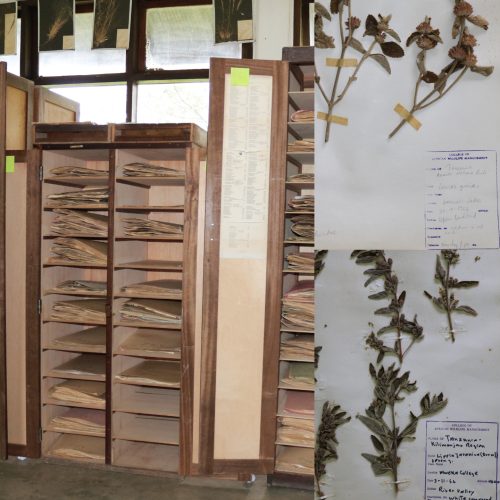 Herbarium cabinets with doors opened showing the stored specimens [Left] and well-mounted specimen on acidic mounting sheet [Right] 
 
Copyright © Mweka College