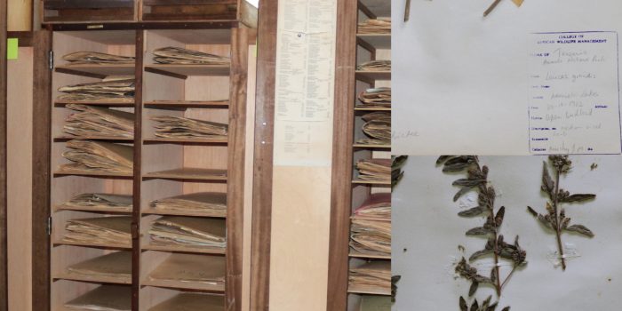 Specimen boards at Mweka Herbarium (left) and mounted specimens on acidic paper (right) Copyright © Mweka College